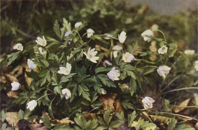 Flores silvestres: Wood Anemone (foto en color) de Charles Essenhigh Corke