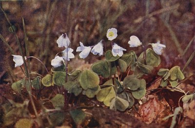 Flores silvestres: Acedera (foto en color) de Charles Essenhigh Corke