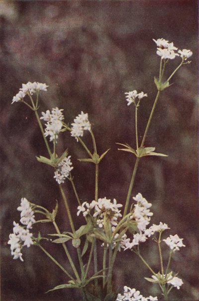 Flores silvestres: Aspérula (foto a color) de Charles Essenhigh Corke