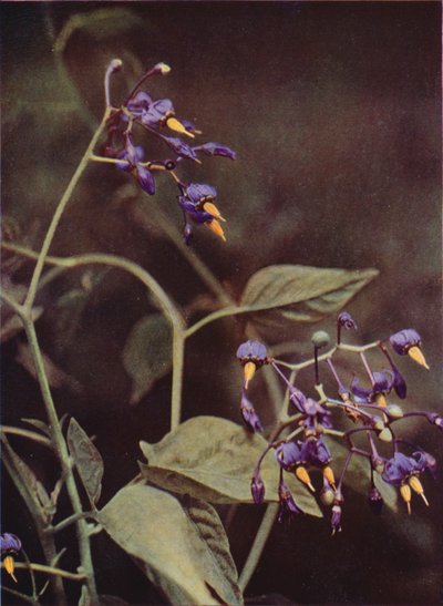 Flores silvestres: Woody Nightshade (foto en color) de Charles Essenhigh Corke
