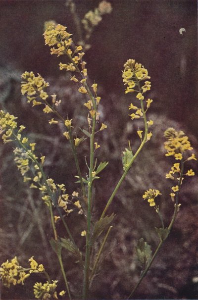 Flores silvestres: rúcula amarilla (foto color) de Charles Essenhigh Corke