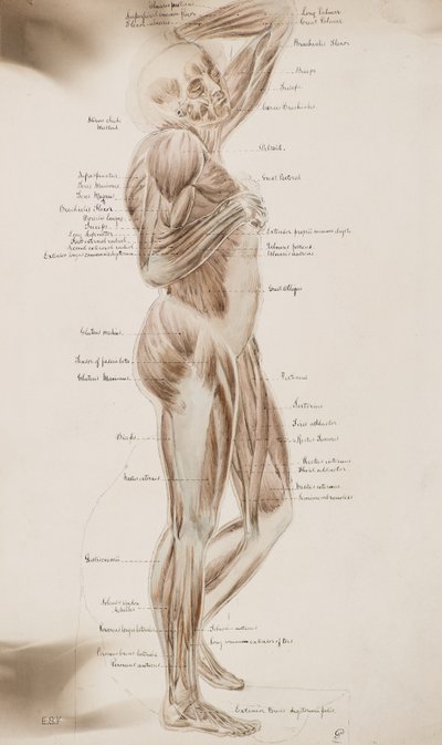 Estudio [Músculos humanos (con título)] , c.1884 (dibujo al lavado) de Charles Gustav Louis Phillips
