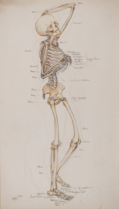 Estudio [Esqueleto humano (con los huesos marcados)], c.1884 (acuarela) de Charles Gustav Louis Phillips