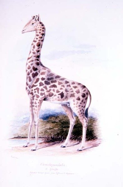Jirafa por James Edwin Edward Dawe, ilustración de The Ruminantia Vol. I de Charles Hamilton (after) Smith