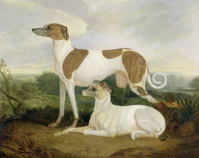 Dos galgos en un paisaje de Charles Hancock