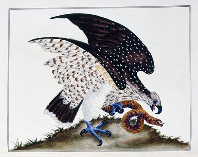 Ave de presa con serpiente, 1808-21 de Charles Hayes