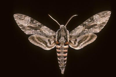 Agrius convolvuli macho de Augustus Kollner