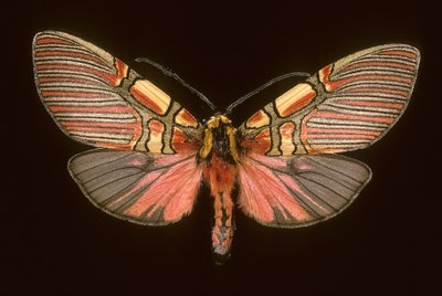 Anaxita constricta de Augustus Kollner