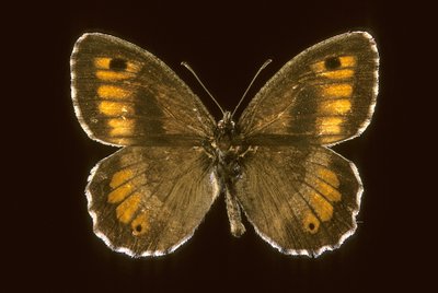 Arethusana arethusa, Pequeño agreste de Augustus Kollner