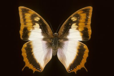 Azota protoclea charaxes de Augustus Kollner