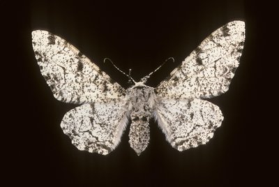 Betularia biston de Augustus Kollner