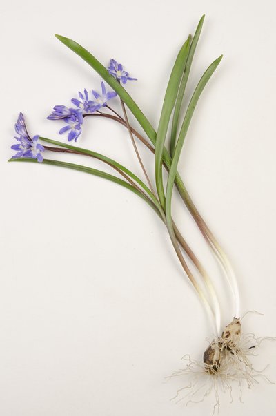 Chionodoxa forbesii, Chionodoxa luciliae, Gloria de la nieve de Augustus Kollner
