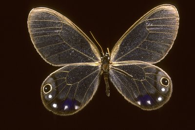 Cithaerias esmeralda de Augustus Kollner