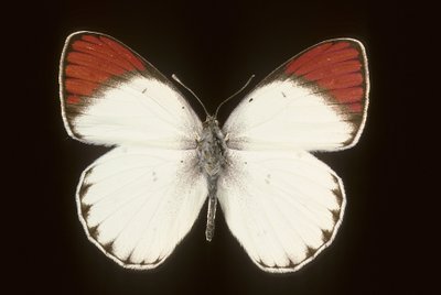 Colotis danae de Augustus Kollner