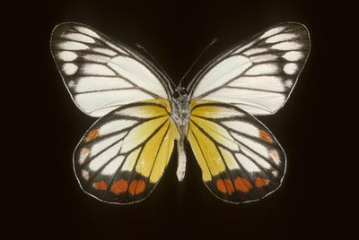 Delias hyparete, Macho de Augustus Kollner