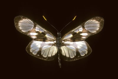 Dismorphia orise de Augustus Kollner