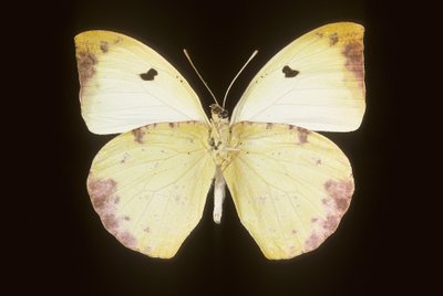 Gideona Lucasi de Augustus Kollner