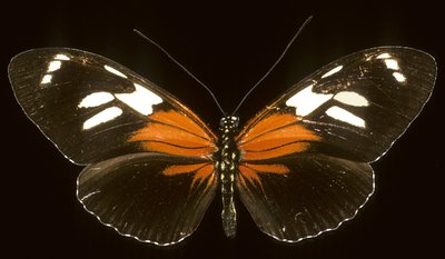 Heliconius burneyi catherina de Augustus Kollner