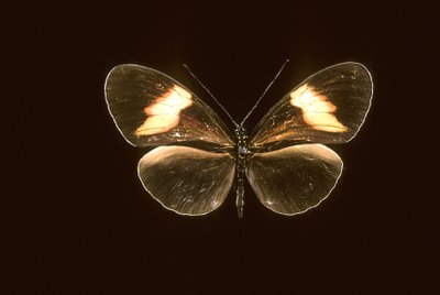 Heliconius melpomene de Augustus Kollner