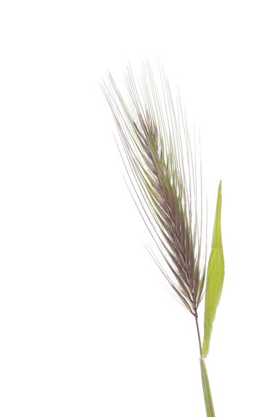 Hordeum murinum subsp. murinum, Cebada de rata de Augustus Kollner
