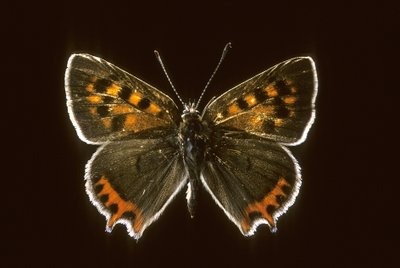 Lycaena phlaeas de Augustus Kollner