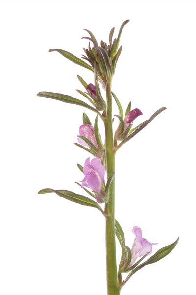 Misopates orontium, Cráneo, Muflier Rubicundo, Muflier de Campo de Augustus Kollner