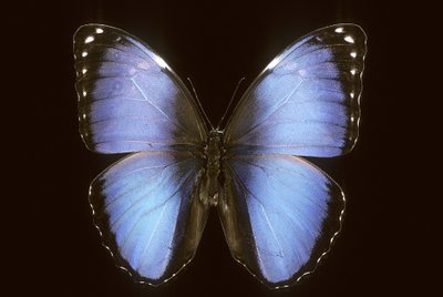 Morpho vitrea de Augustus Kollner