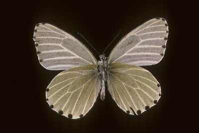 Mylothris humblot de Augustus Kollner