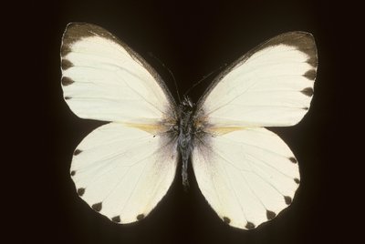 Mylothris ngaziya de Augustus Kollner