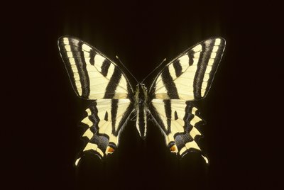Papilio alexanor de Augustus Kollner