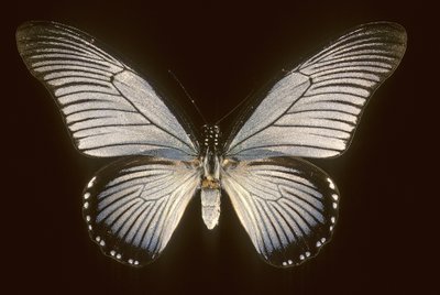 Papilio zalmoxis de Augustus Kollner