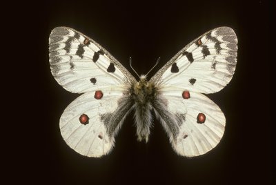 Parnassius phoebus de Augustus Kollner