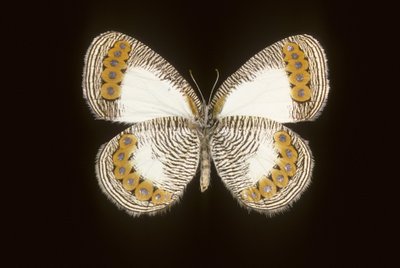 Physcaeneura leda de Augustus Kollner