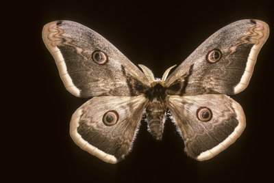 Saturnia pyri de Augustus Kollner
