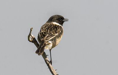 Saxicola torquata, Dawler, Tarabilla común de Augustus Kollner