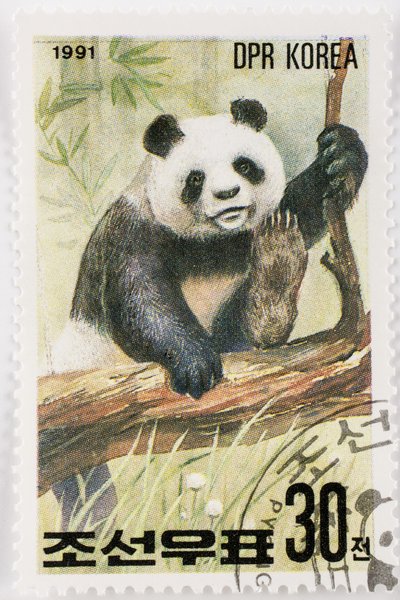 Sello, Corea del Norte, Ailuropoda melanoleuca, Gran panda, Panda gigante de Augustus Kollner