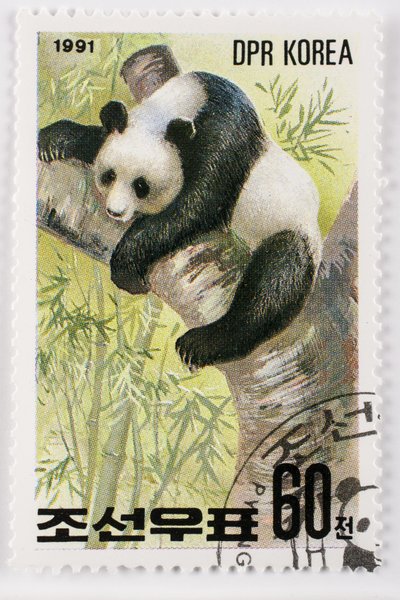 Sello, Corea del Norte, Ailuropoda melanoleuca, Gran panda, Panda gigante de Augustus Kollner
