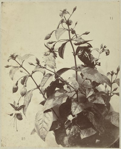 Bodegón de flores con fucsia de Charles Hippolyte Aubry