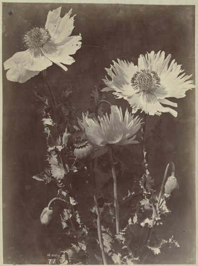 Bodegón de flores con amapolas de Charles Hippolyte Aubry