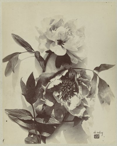 Bodegón de flores con peonías de Charles Hippolyte Aubry