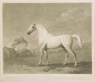 Mambrino, después de George Stubbs, 1788 de Charles Howard Hodges