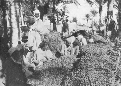 Recolección de dátiles en Gabes, c1913 de Charles J. S. Makin