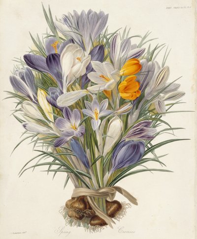Crocus de primavera, lámina de Transactions of the Horticultural Society, Londres, vol VII, 1830 (grabado coloreado a mano) de Charles John Robertson