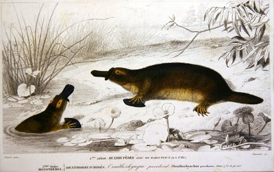 Ornitorrincos, ilustración del 