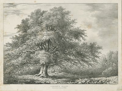 Lichfield - Árbol de Sauce de ["Dr. Johnson"], s.f. [1789-1850] de Charles Joseph Hullmandel