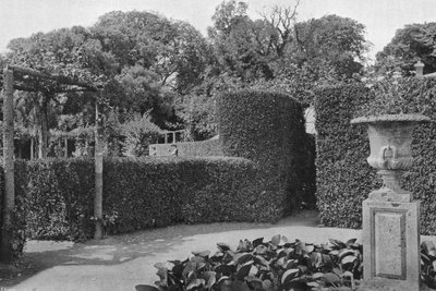 Cerca del rosal de Charles Latham