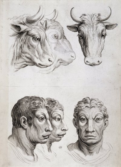 Comparación entre hombres y ganado de Charles Le Brun