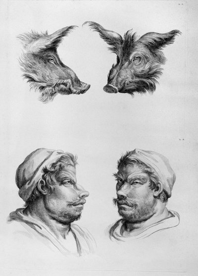 Similitudes entre la cabeza de un jabalí y un hombre, de 