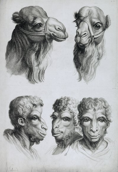 Similitudes entre la cabeza de un camello y un hombre, de 