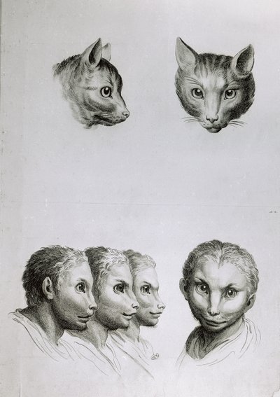 Similitudes entre la cabeza de un gato y un hombre, de 